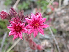 Sempervivum arachnoideum