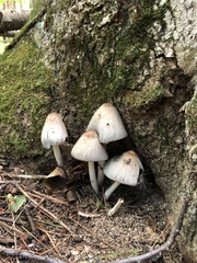 Coprinopsis atramentaria