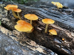 Pluteus aurantiorugosus