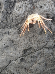 Grapsus adscensionis