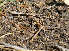 Psammodromus algirus