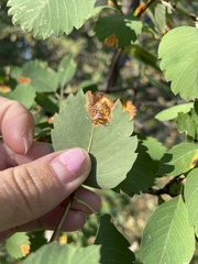 Amelanchier alnifolia