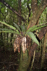 Asplenium australasicum