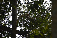 Dinopium benghalense