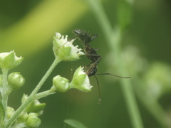 Camponotus compressus