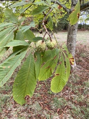Aesculus glabra