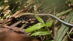 Pholidobolus vertebralis