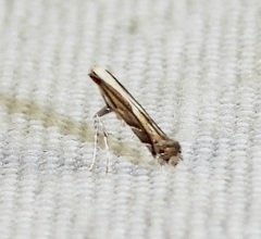 Leucospilapteryx venustella