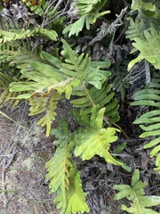 Polypodium scouleri