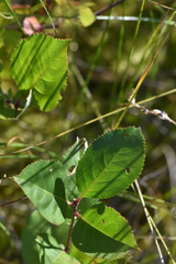 Aronia mitschurinii