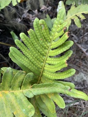 Polypodium scouleri