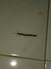 Scolopendridae