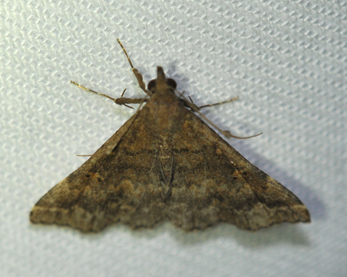 Sociable Renia Moth photo 3