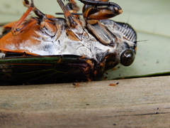 Monomorium intrudens