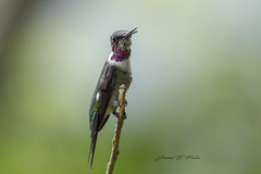 Calliphlox amethystina