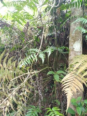 Diplazium dilatatum