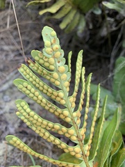 Polypodium scouleri