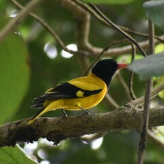 Oriolus xanthornus