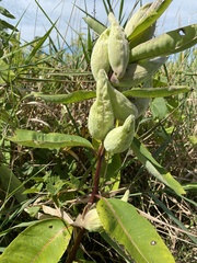Asclepias