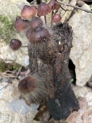 Spinellus fusiger