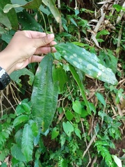 Cinnamomum