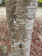 Aesculus glabra