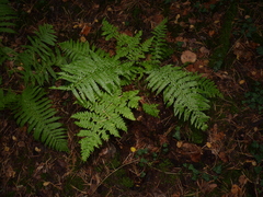 Dryopteris