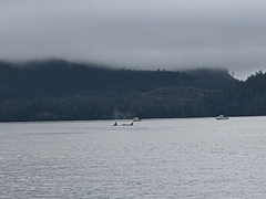 Orcinus orca