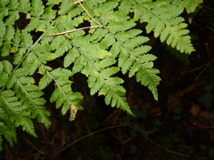 Dryopteris