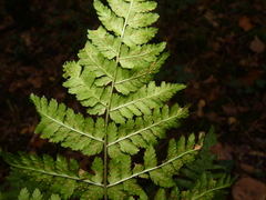 Dryopteris