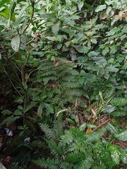 Diplazium polypodioides