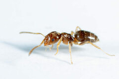 Brachymyrmex obscurior