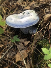 Lactarius indigo