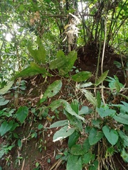 Cinnamomum