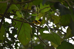Oriolus xanthornus