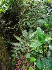 Diplazium polypodioides
