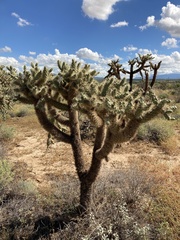 Cylindropuntia bigelovii