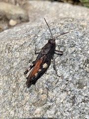 Psophus stridulus