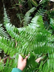 Diplazium polypodioides