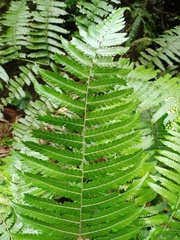 Diplazium polypodioides
