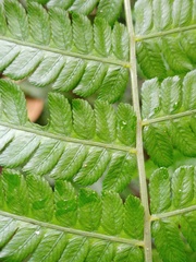 Diplazium polypodioides