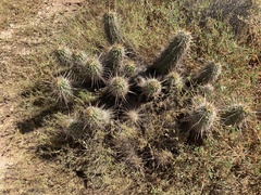 Echinocereus engelmannii engelmannii