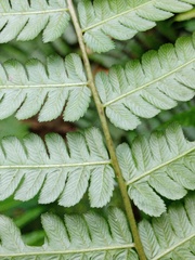 Diplazium polypodioides