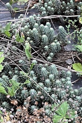 Petrosedum