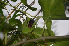 Solenoptera