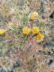 Carlina corymbosa