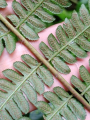 Diplazium polypodioides