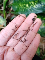 Diplazium polypodioides