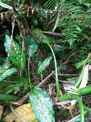 Diplazium polypodioides