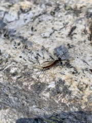 Leptophlebia